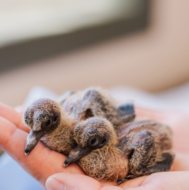 Approximately 200 birds represent the entire surviving population (Image via: Chester Zoo)