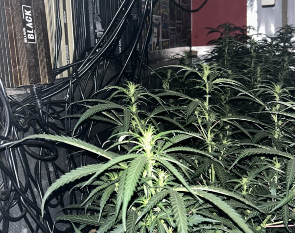 A well-established cannabis growth was discovered in Whitnash this morning (image via Leamington Police) A well-established cannabis growth was discovered in Whitnash this morning (image via Leamington Police)