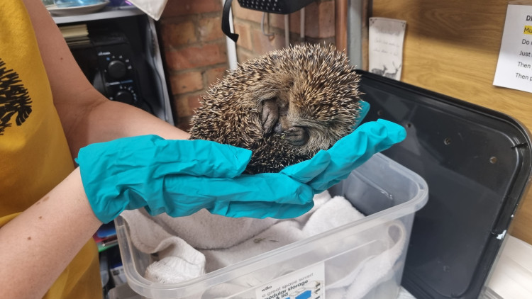 Support local hedgehog rescue with their fundraising day at Ferneley's (Photo: Grace Kennington)