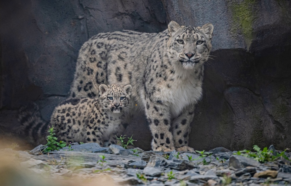 As few as 4,000 snow leopards are estimated to remain in the wild (Image via: Chester Zoo) As few as 4,000 snow leopards are estimated to remain in the wild (Image via: Chester Zoo)