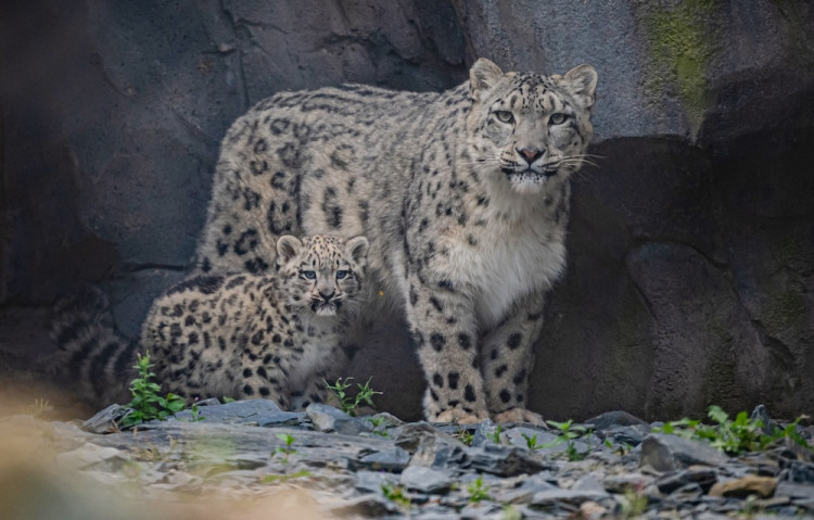 As few as 4,000 snow leopards are estimated to remain in the wild (Image via: Chester Zoo)