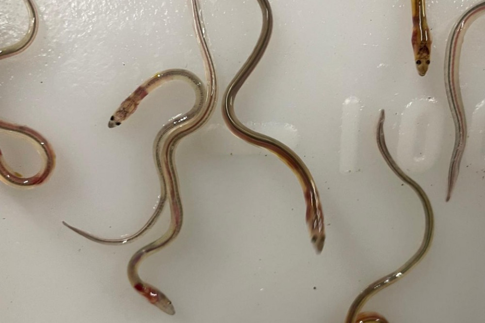 Somerset is an important destination for glass eels as they arrive in the Severn Estuary in large numbers each spring, swimming inland via the River Brue and River Parrett. Photo credit: Geoff Carss and Vanessa Becker-Hughes Somerset is an important destination for glass eels as they arrive in the Severn Estuary in large numbers each spring, swimming inland via the River Brue and River Parrett. Photo credit: Geoff Carss and Vanessa Becker-Hughes