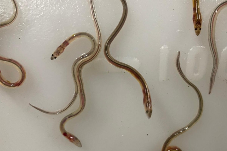 Somerset is an important destination for glass eels as they arrive in the Severn Estuary in large numbers each spring, swimming inland via the River Brue and River Parrett. Photo credit: Geoff Carss and Vanessa Becker-Hughes 