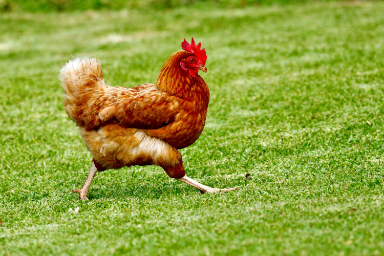 A bird flu outbreak of H5N1 is confirmed in Somerset with a 3km control zone. 