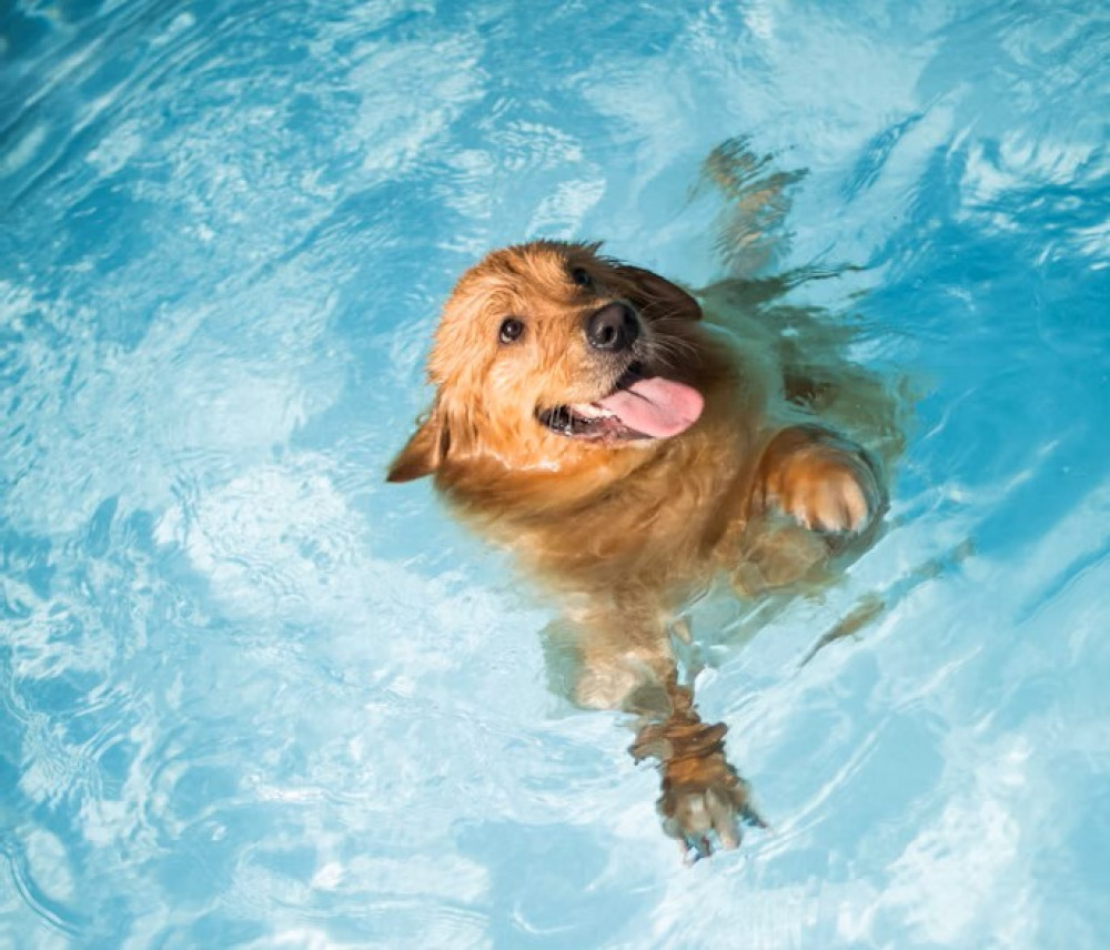 Get in the pool with your dog at Ashby Lido with their doggy splash days (Photo: Marcia Soligo) Get in the pool with your dog at Ashby Lido with their doggy splash days (Photo: Marcia Soligo)