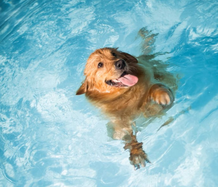 Get in the pool with your dog at Ashby Lido with their doggy splash days (Photo: Marcia Soligo)