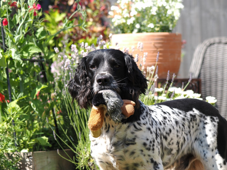 Max required surgery after eating a ham bone (Photo: Woodward Vets)