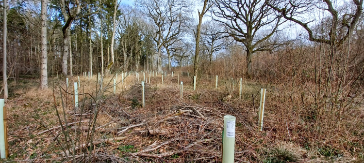 Scientists at Kew Gardens and Forest Research say combining natural colonisation with carefully sourced planting could create healthier, more resilient forests for the future (credit: RBG Kew).