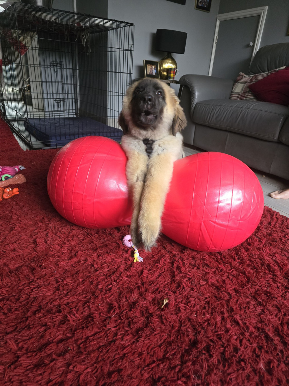 2. Mia at home completing her bespoke physiotherapy course devised by Davies Veterinary Specialists 2. Mia at home completing her bespoke physiotherapy course devised by Davies Veterinary Specialists