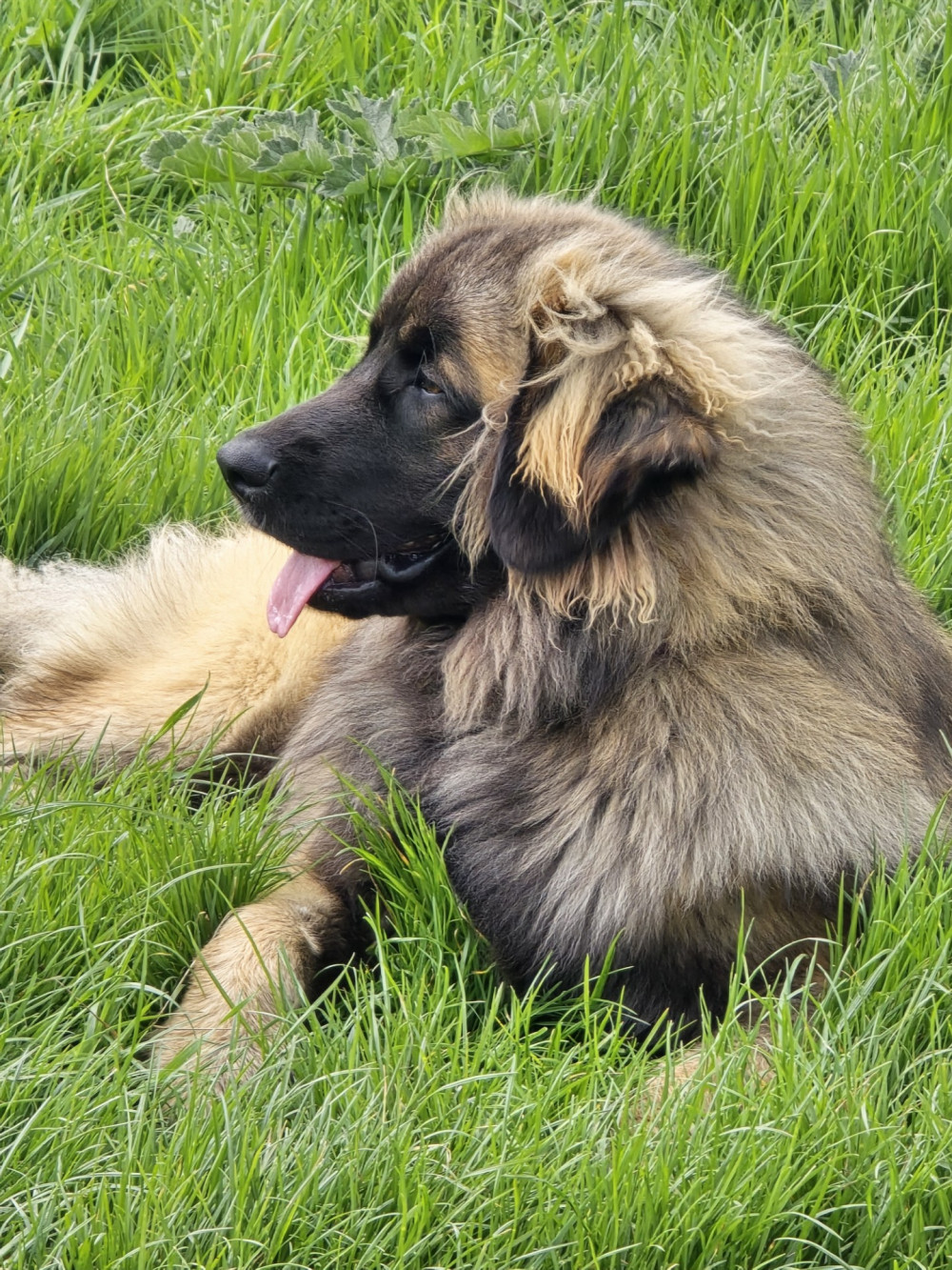 3. Leonberger Mia is able to walk again thanks to treatment at Davies Veterinary Specialists 3. Leonberger Mia is able to walk again thanks to treatment at Davies Veterinary Specialists