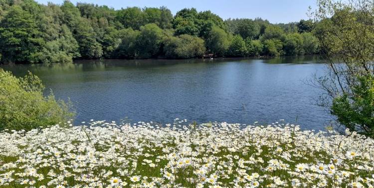 Blue-green algae has been reported at Brereton Heath Local Nature Reserve (Credit: CEC)