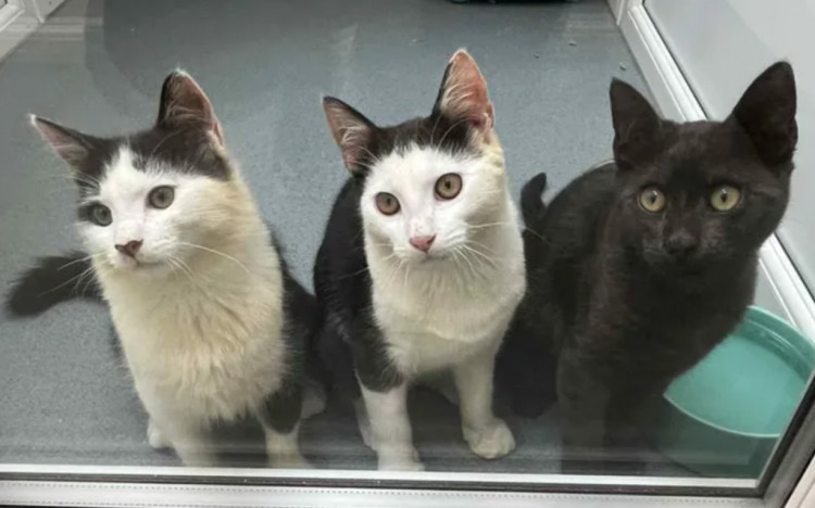 Heatons Cats, based in Heaton Chapel, has been helping countless furry friends since 1998 (Image - Heatons Cats)