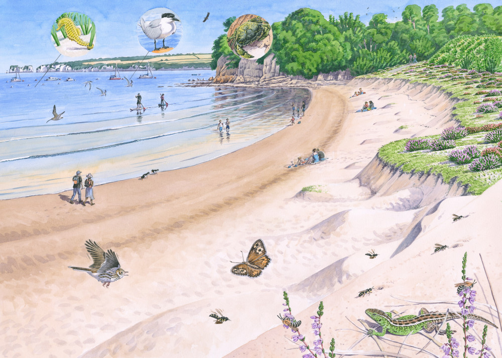 Artist's impression of how Middle Beach might look after nature reshapes the Cove. Image - Richard Allens. Artist's impression of how Middle Beach might look after nature reshapes the Cove. Image - Richard Allens.