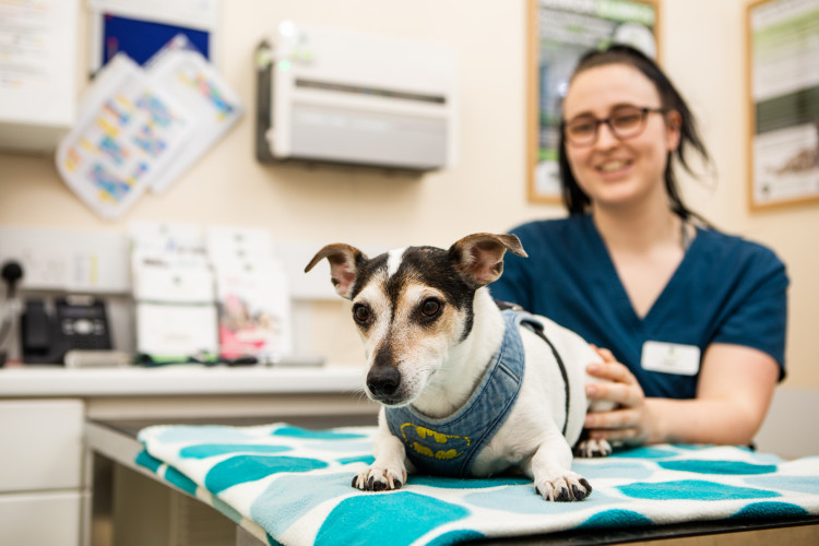 Book in a pet wellness screening at Congleton Veterinary Centre (Credit: CVC)