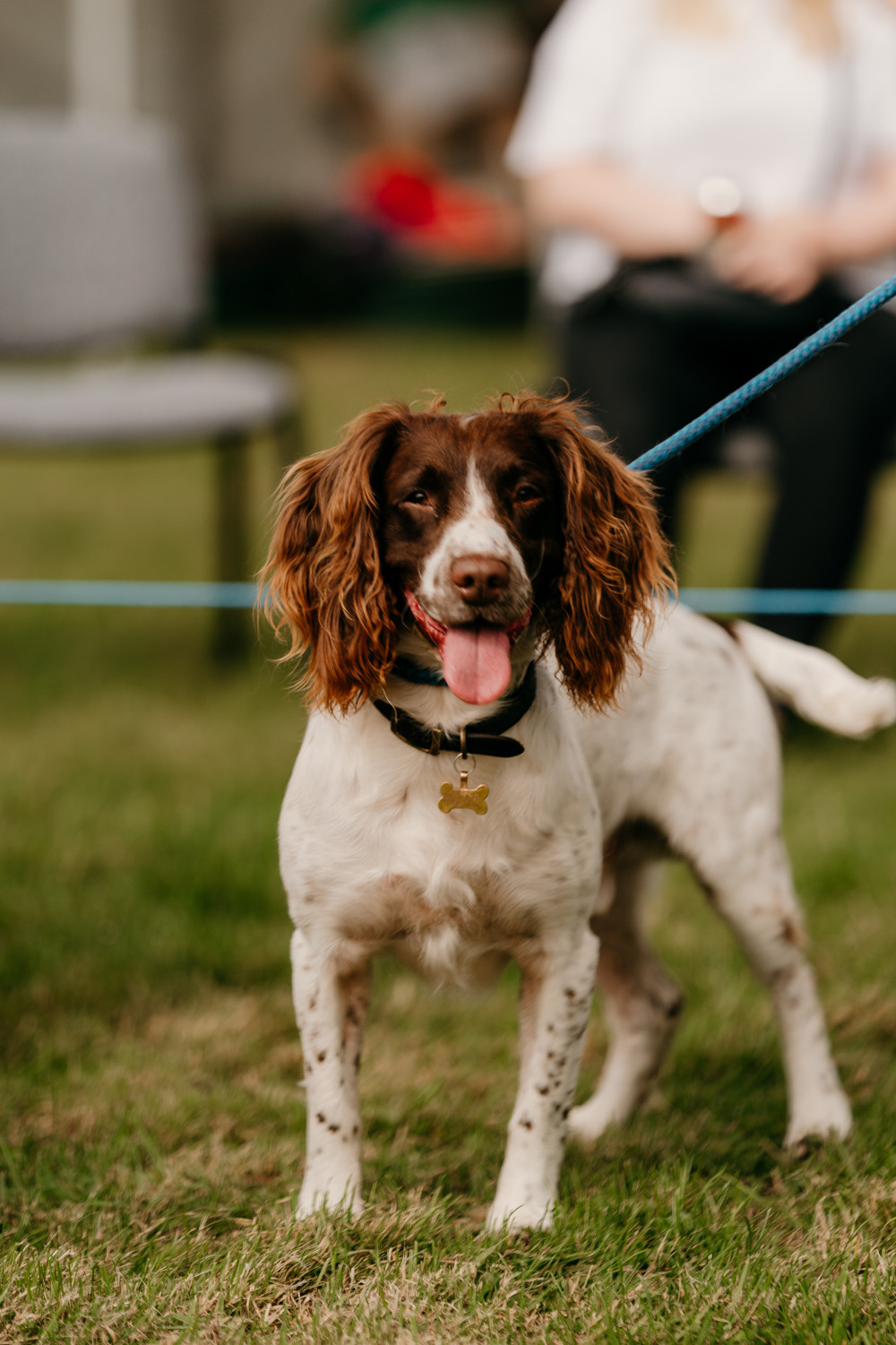 Ferne Animal Sanctuary Dog Show Ferne Animal Sanctuary Dog Show