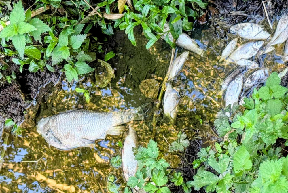 A farm is being investigated for a pollution incident, which killed thousands of fish in Nantwich's River Weaver (Nick Wadey). A farm is being investigated for a pollution incident, which killed thousands of fish in Nantwich's River Weaver (Nick Wadey).