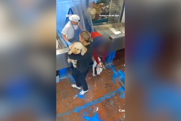 Emma Rogers says her cockapoo was left injured after being bitten by a suspected XL Bully outside Sandys Fishmongers in Twickenham (credit: BBC London).