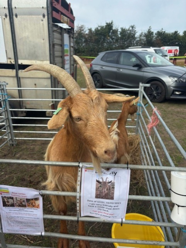 Animals of all shapes and sizes were involved across the showground, though Destiny - a Royal Golden Guernsey goat - seemed just as interetsed in watching people pass by, as they were in him! 