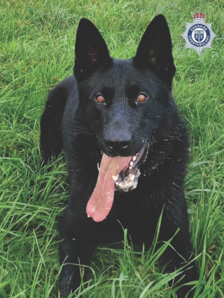 Police Dog Vandal helpled secure an arrest in Macclesfield early today (Monday). (Photo: Cheshire Police)