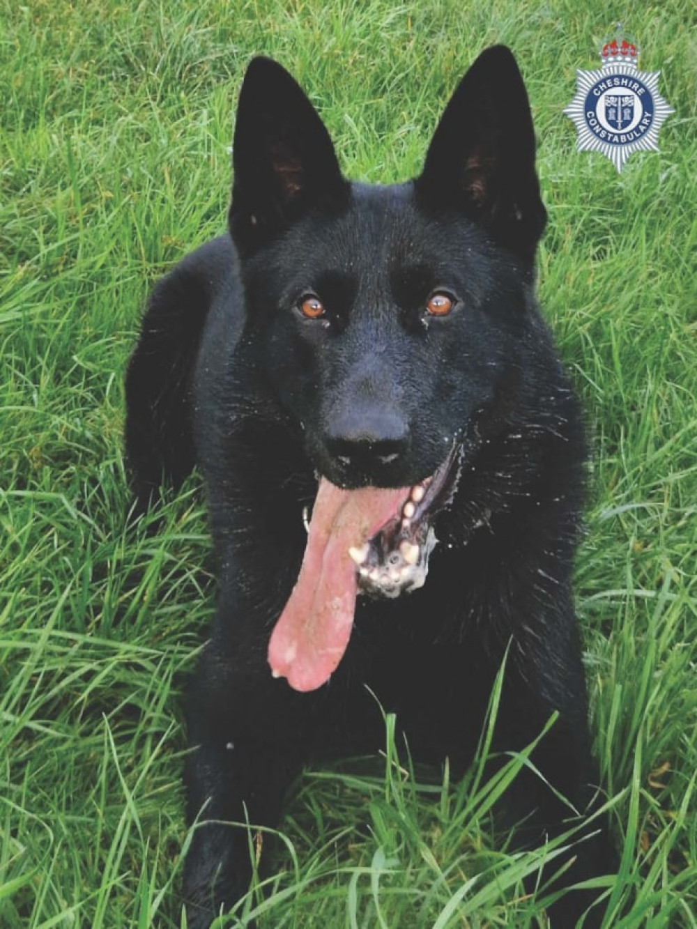 Police Dog Vandal helpled secure two arrests of men from Crewe early today (Monday). (Photo: Cheshire Police) Police Dog Vandal helpled secure two arrests of men from Crewe early today (Monday). (Photo: Cheshire Police)