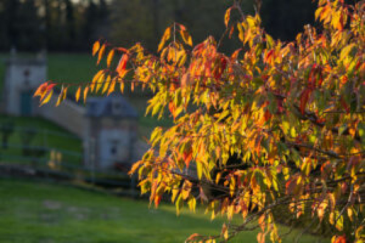 Autumn Tree Walk with Monty Cholmeley
