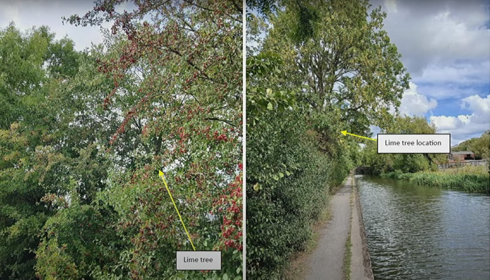 Warwick District Council has stopped the tree in Lapworth being cut down (image via WDC)