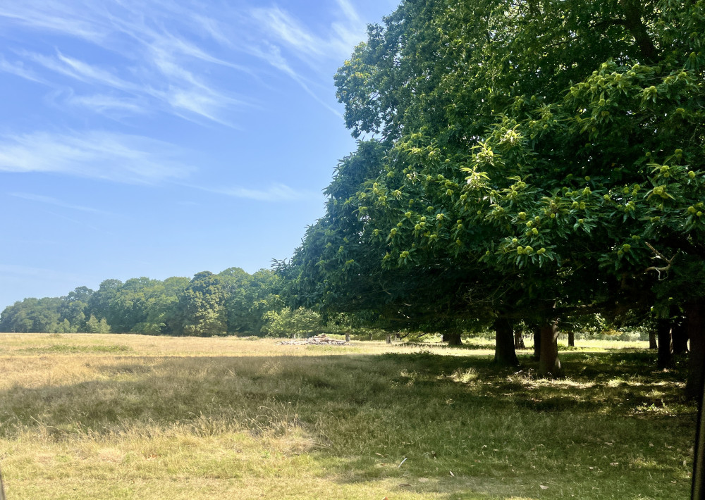 Safer Neighbourhood Teams will assume policing duties in Richmond and Bushy Parks following the closure of the Royal Parks Police (credit: Cesar Medina).