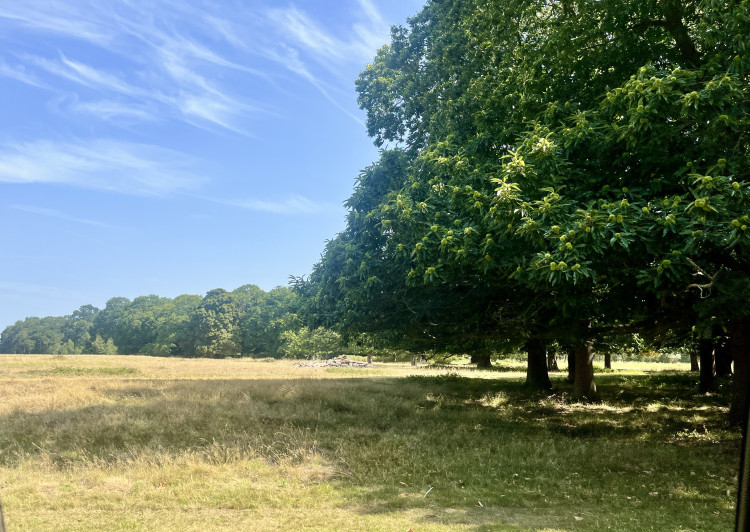 Safer Neighbourhood Teams will assume policing duties in Richmond and Bushy Parks following the closure of the Royal Parks Police (credit: Cesar Medina).