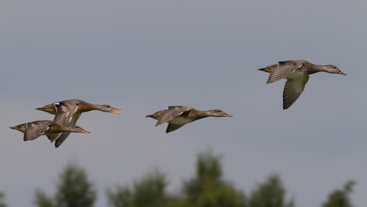 Rutland Water celebrates 50 years of their Wetland Bird Survey, monitoring local populations (Photo: Rob Baker)