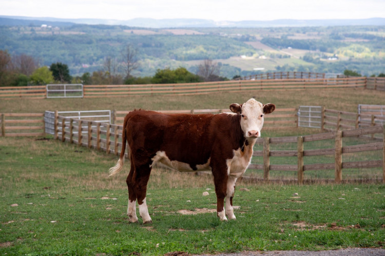 Police are investigating the theft of a Hereford heifer (Credit: Cheshire Police)