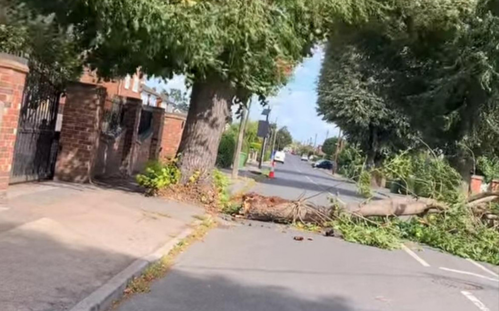 The downed tree on Branksome Avenue The downed tree on Branksome Avenue