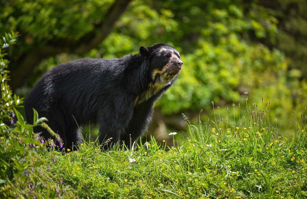 Honey producers supported by Chester Zoo have been recognised for their bear-friendly work (Image via: Chester Zoo)