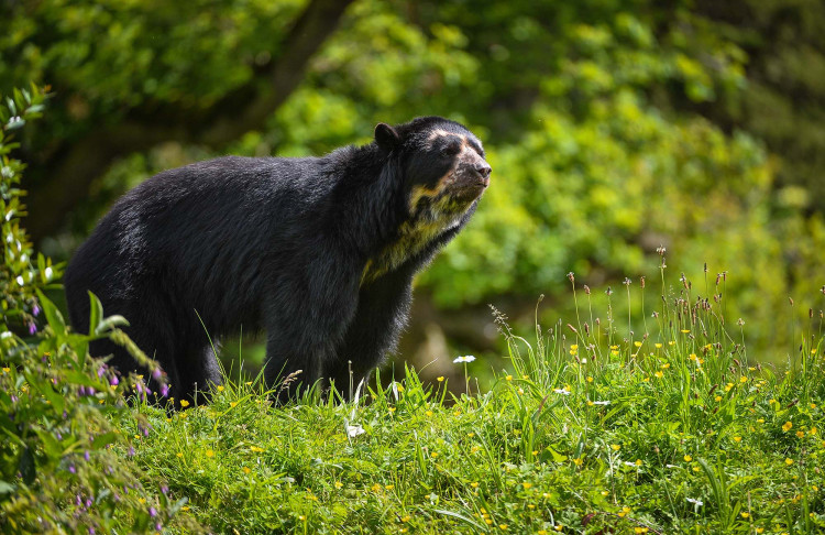 Honey producers supported by Chester Zoo have been recognised for their bear-friendly work (Image via: Chester Zoo)