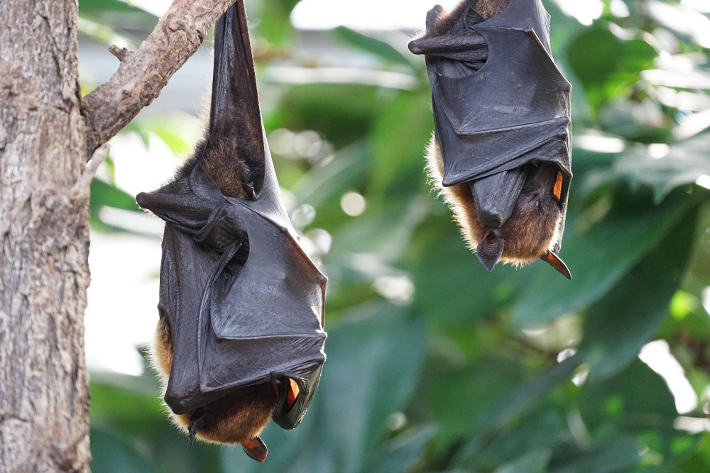 Family Bat Box Building
