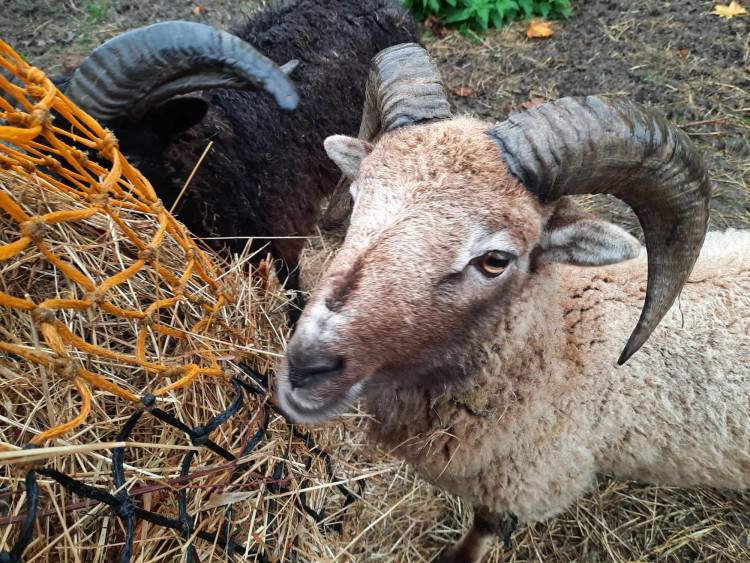 There's plenty going on this weekend in Oakham, including Superhero Sunday at Rutland Farm Park (Photo: Rutland Farm Park)