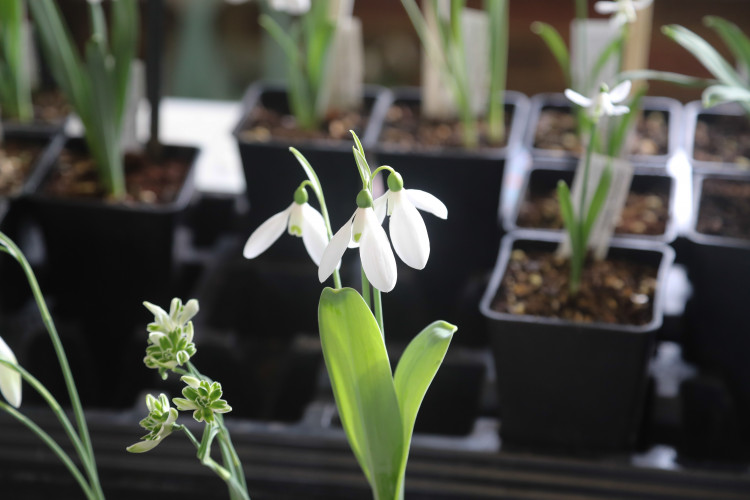 The Shepton Snowdrop Festival has introduced Somerset's Great Snowdrop Gardens Trail.