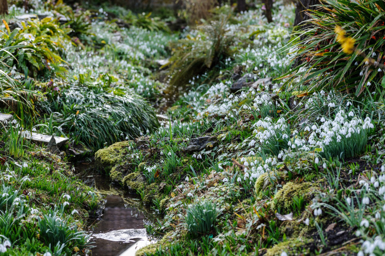 The Great Snowdrop Gardens Trail launches in Somerset, featuring top gardens, including Wells’ Bishop’s Palace. 