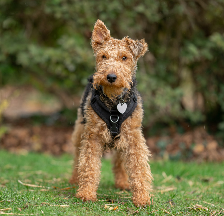 Community vote opens as Clarks Village unveils shortlist for Canine Executive Officer