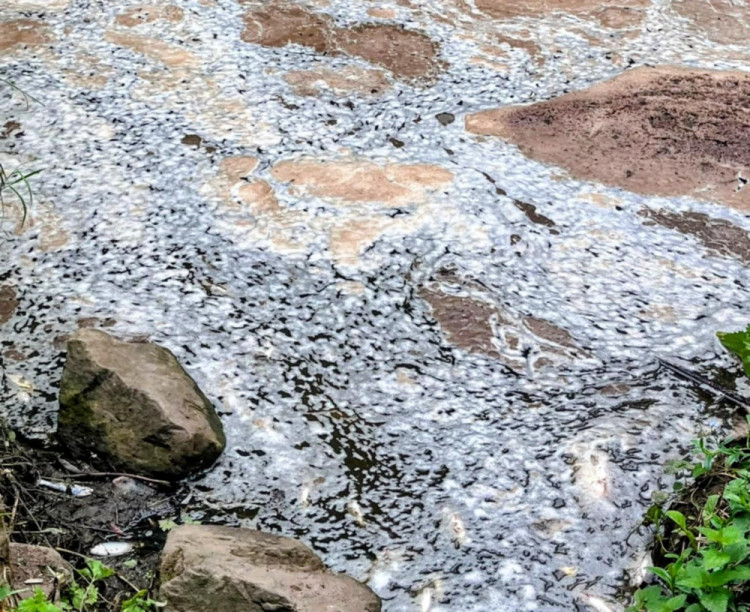 The Environment Agency has identified the source of River Weaver pollution in Nantwich on Friday 22 August (Hilary Wymer Serif).