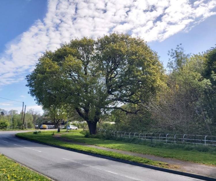 The tree can be found at the junction of Demage Lane and the A41 Moston Road in Upton (Image via: Cheshire West and Chester Council)