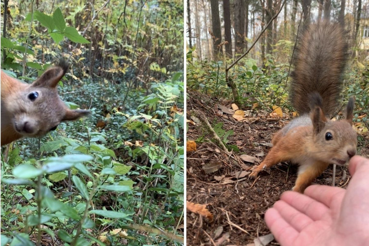 Human presence and activity are stressors for urban squirrels (Image via: The University of Chester)