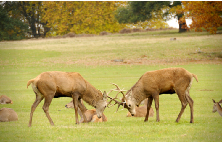 If drivers do hit a deer, the council asks that the incident be promptly reported to police on 101. 