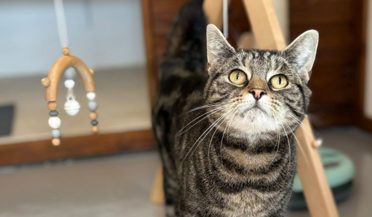 Cats Away in Eaton has welcomed its first guests (Credit: Cats Away)