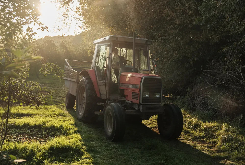 Shepton Mallet's Showerings Cider anticipates a record 3,000-tonne apple yield, tripling last year's figure, with higher sugar levels enhancing quality.
