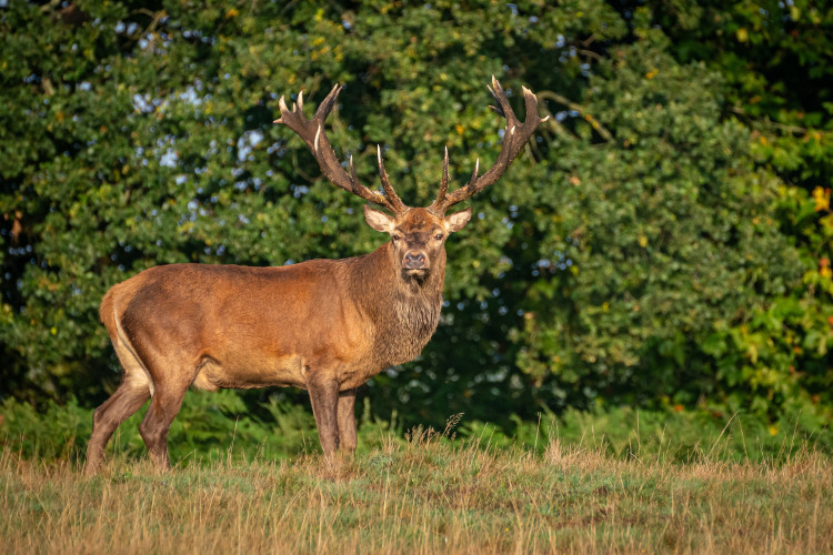 The rut is the mating season for mammals like deer in Richmond Park (credit: SWNS).
