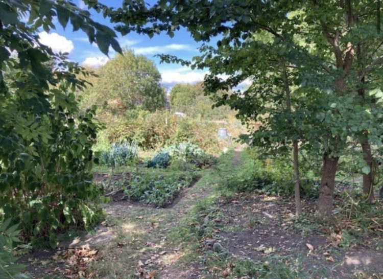 The Shacklegate Lane allotments have been there for around 100 years (Credit: The Teddington Society)