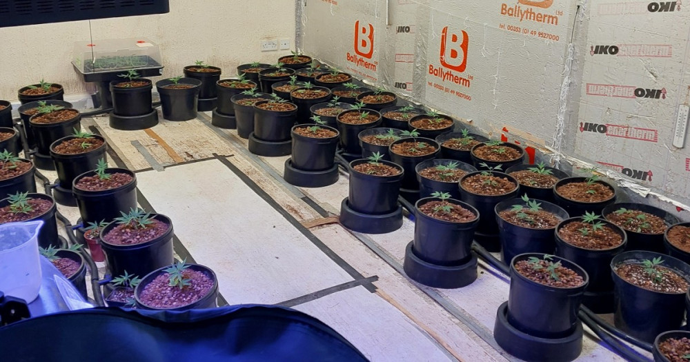 The seedlings within the property