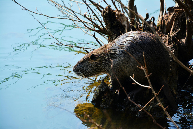 A family of beavers are set to help restore a wildlife habitat if enough money can be raised. (Pierre Miyamoto)