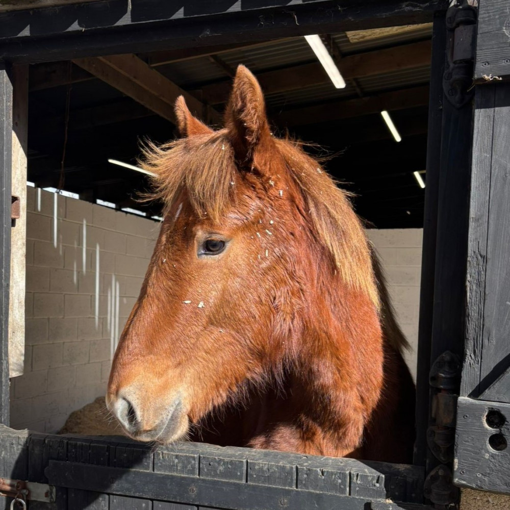 Mora the Suffolk Punch 