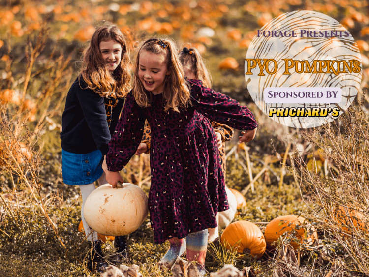 Pick Your Own Pumpkins at Forage Farm Shop & Kitchen
